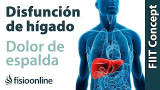 Hígado y dolor de espalda cervical y dorsal - ¿Cómo se relacionan? - Physiosan 