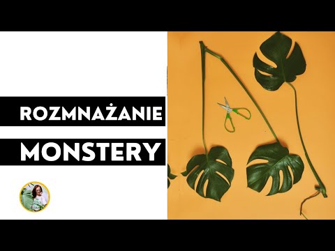 Rozmnażanie i zagęszczanie MONSTERY. Jak rozmnażać monsterę ?