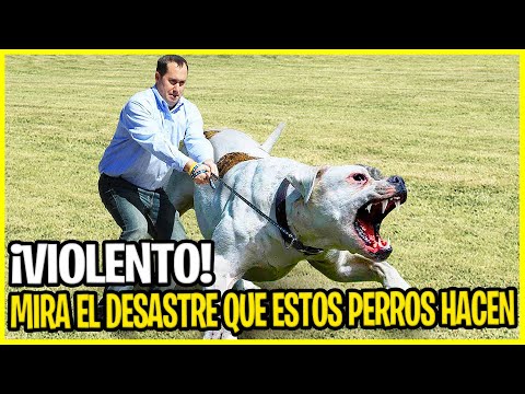 Estos Perros Están Prohibidos en Todo el Mundo