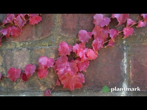 Boston Ivy & Virginia Creeper at Plantmark Wholesale Nuseries