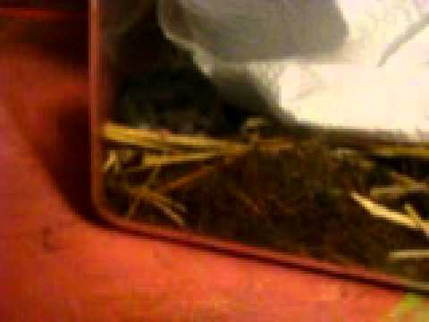 Baby white footed mice 8)