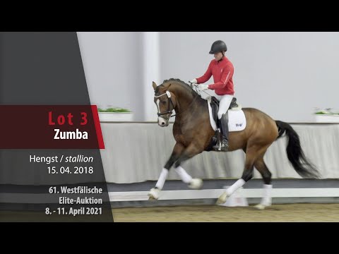 61. Elite-Auktion Trainingsvideo Lot 3 Zumba Hengst v. Zoom - Rocky Lee