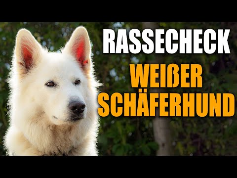 Weißer Schweizer Schäferhund  Rassecheck - Rasseportrait, Rassebeschreibung