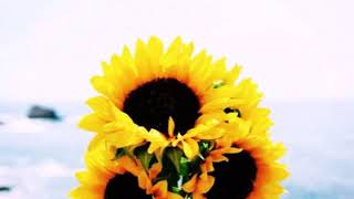 Porque Me Importas 🌻- Banda Carnaval