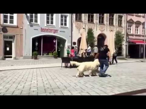 Hundeschule München: Demonstration im "Doppelpack"