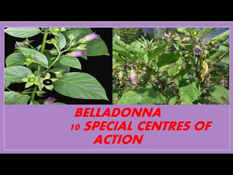 BELLADONNA || 10 SPECIAL CENTERS || SPHERE OF ACTION || PART-1