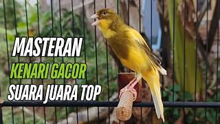 Download lagu Suara Burung Kenari Gacor untuk Pancingan Kenari Muda Belajar Bunyi Langsung Bunyi!! mp3 Download lagu Suara Burung Kenari Gacor untuk Pancingan Kenari Muda Belajar Bunyi Langsung Bunyi!! mp3