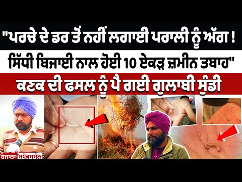 ਪਰਚੇ ਦੇ ਡਰ ਤੋ ਨਹੀ ਲਗਾਈ ਪਰਾਲੀ ਨੂੰ ਅੱਗ! ਸਿੱਧੀ ਬਿਜਾਈ ਨਾਲ ਹੋਈ 10 ਏਕੜ ਜ਼ਮੀਨ ਤਬਾਹ-ਕਣਕ ਦੀ ਫਸਲ ਨੂੰ ਪਈ ਸੁੰਡੀ