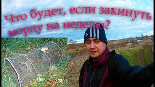Верша рыболовная запрещена или нет