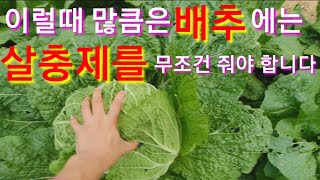 김장배추에 살충제를 무조건 줘야하는 시기는? 달팽이약,깍지벌레 진딧물약,청벌레약,나방,배추벌레살충제 김장무 …
