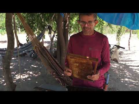 fenômeno raro acontecendo com as abelhas