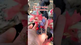 Eine Hand voll Sommer für die Hühner! Von Aprikose und Heidelbeere bis Himbeere, Hühner lieben Obst