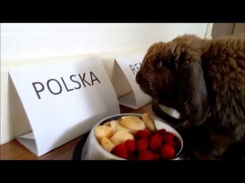 Królik typuje wynik meczu Polska - Senegal