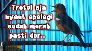 Download lagu PANCINGAN ANIS MERAH TROTOL, MASTERAN ANIS MERAH NGEPLONG mp3 Download lagu PANCINGAN ANIS MERAH TROTOL, MASTERAN ANIS MERAH NGEPLONG mp3