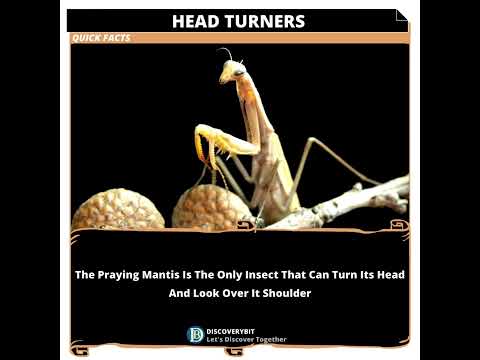カマキリ: 首を回す驚異の昆虫