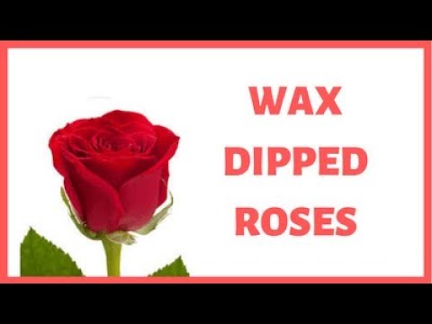 download lagu mp3 mp4 How To Make Wax Dipped Roses, download lagu How To Make Wax Dipped Roses gratis, unduh video klip How To Make Wax Dipped Roses