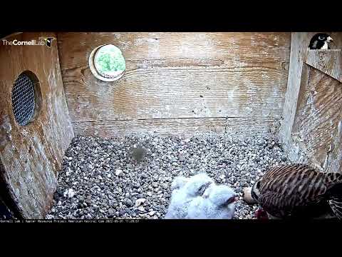 Wisconsin Kestrel Cam 31.05.2022 11:25