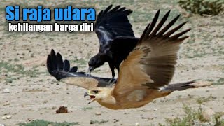 Download lagu Known as the king of the air, it turns out the eagle's courage shrinks in front of the srigunting... mp3