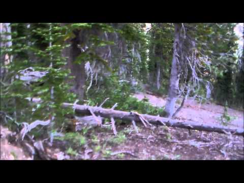 close encounter with wolf pack 8/30/13 Imnaha OR