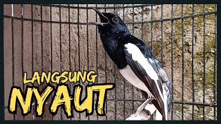 Download lagu Suara Burung Kacer Bikin Lawan Emosi Gacor, Pancingan Kacer Agar Cepat Emosi Gacor mp3