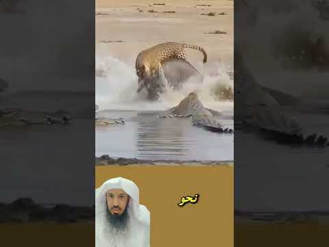 فهد يركب خنزير ويدخل بيه بين التماسيح! الخنزير يهرب والفهد يصير العشاء😱😭🥹☝🦛🐆🐊#animals #لايك