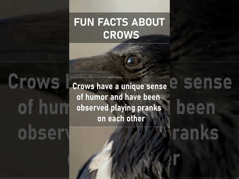 These guys are the real deal prankster and trickster  #shorts #crow #funfacts