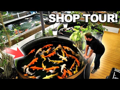 "This Amazing KOI STORE in Switzerland Has EVERYTHING!"