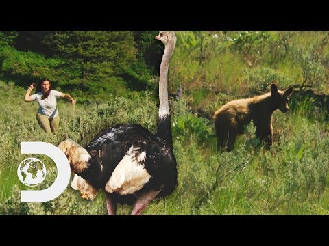 Snowbird Scares A Bear To Defend The Ranch's Ostriches! | Alaskan Bush People