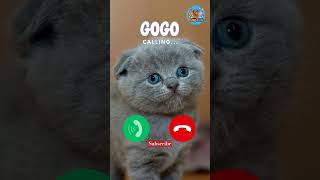 Download lagu Gogo is Calling! #viralvideokids #catshorts #kidsshorts #funnycat #cutekitten #viralshorts #ytshorts mp3