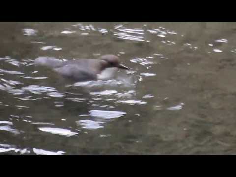 Νεροκότσυφας (Cinclus cinclus) Jan. 2015