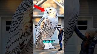 Download lagu TOP 5 DEADLIEST BIRD SOUNDS IN THE WORLD #animals #birds #top5 mp3