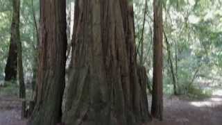 Noveller - St. Vincent - Day 21, California/Oregon Drive Day - Redwoods