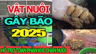 Stormy Livestock 2025 High Yield Coconut Worm Breed, Profitable in Just 1 Month, Supported by Liv...