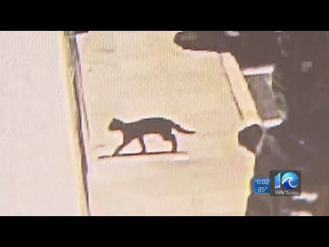 Rabid cat aggressively chases, bites person in Chesapeake