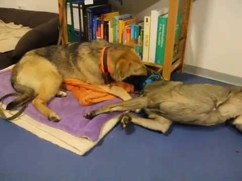 Nasiba spielt mit Zula :-)