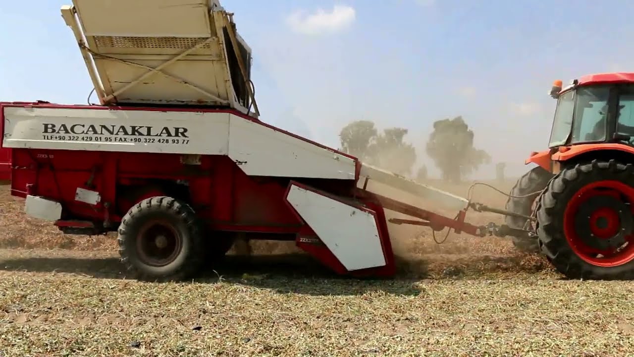 Üreticinin Yer Fıstığındaki "Hasat Sevinci" Sürüyor