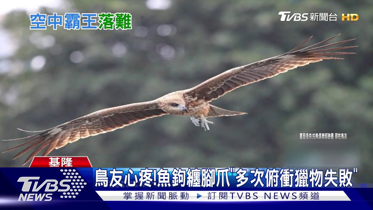 誰亂丟！黑鳶腳纏「魚鉤」　俯衝多次難獵食