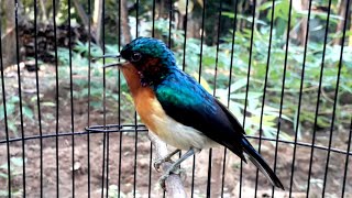 Download lagu kolibri wulung(kowul) gacor full isian kenari cocok untuk masteran mp3