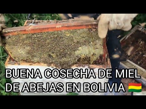 Cosecha de miel de abejas en Villa Serrano Chuquisaca Bolivia 🇧🇴 Empresa Ultra Rica 