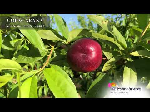 PSB COPACABANA | BETA FİDAN