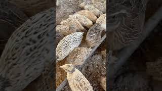 Download lagu Farmi bater #bater #quail #farming #pets #petslovers mp3