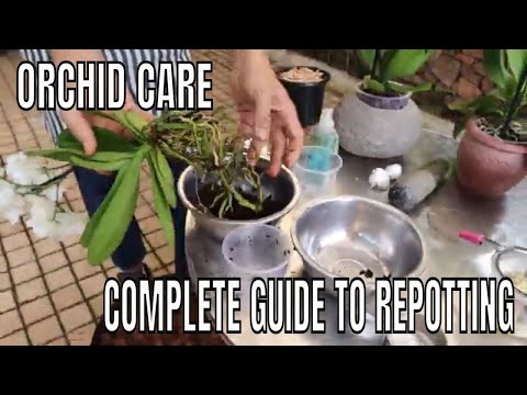 Complete guide to repotting a phalaenopsis