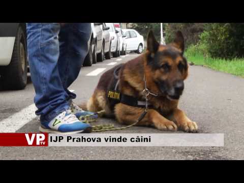 IJP Prahova vinde câini