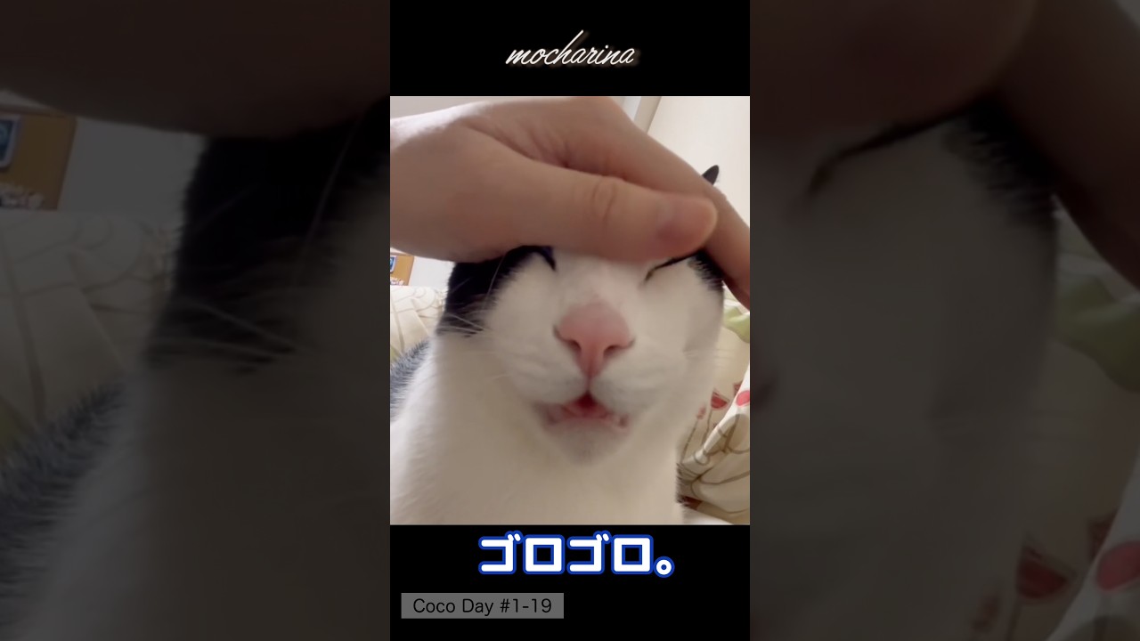 🐱ゴロゴロからの変顔。【Coco Day #1-19】She melts… then yawns 😂 #shorts