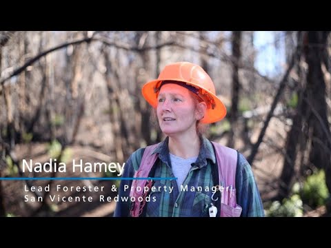 From the Ashes, a New Forest Rises - Recovery at San Vicente Redwoods