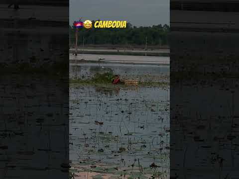 🇰🇭🤩 Cambodia #eastbaray #angkorwat #visitcambodia #visitsiemreap #cambodia #siemreap