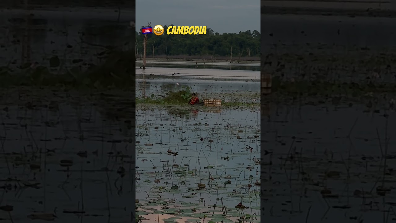 🇰🇭🤩 Cambodia #eastbaray #angkorwat #visitcambodia #visitsiemreap #cambodia #siemreap