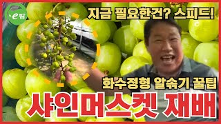 샤인머스켓 재배 화수정형 끝!!!! 이제 수확일만 기다리고 있습니다 ^^