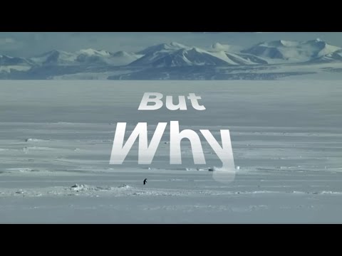 Mountain Penguin x L´Amour Toujours Organ Version 