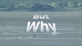 Mountain Penguin x L´Amour Toujours Organ Version